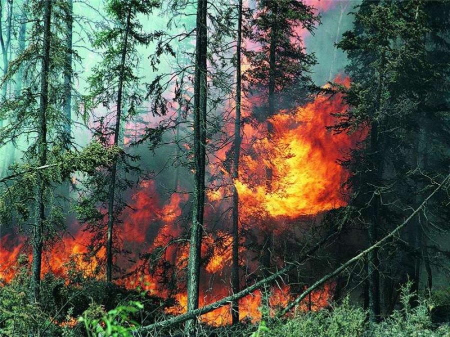 Россия вновь начинает выгорать. Лесные пожары набирают силу