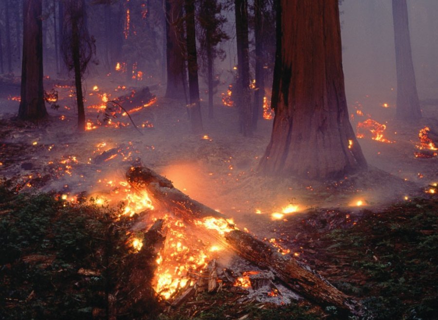 Сибирь задыхается от лесных пожаров: горят 15 тысяч гектаров леса, томский аэропорт вновь не работает