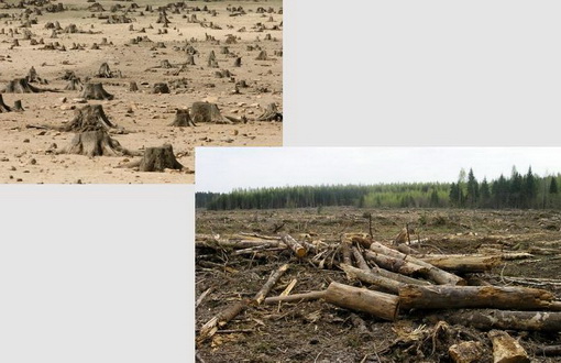 Спасем леса от «медведей» и пожаров! Альтернативный Лесной кодекс КПРФ