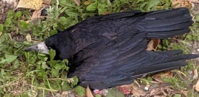 В Рязани снова засняли мертвых птиц