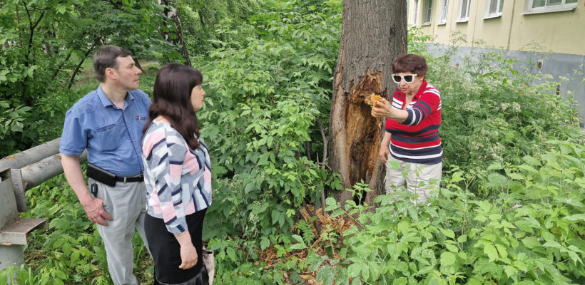 Проблема аварийных деревьев – одна из очень острых и болезненных в городе.